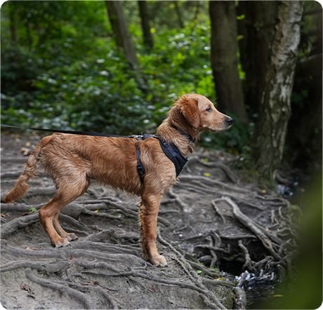 Photography of Dog by Dimension Digital